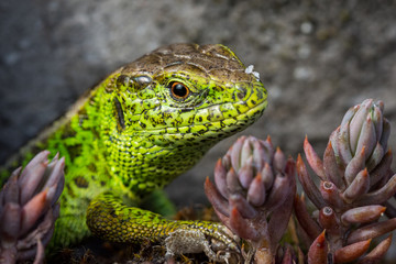 Orchideen, Eidechsen, Frühling, und mehr