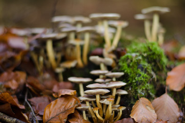 pilze 2