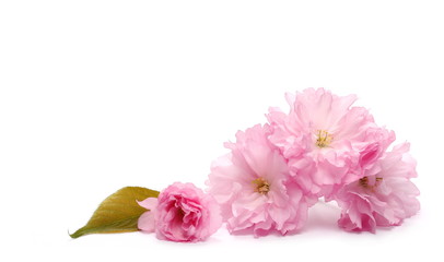 Obraz na płótnie Canvas Blossom pink cherry in spring isolated on white background