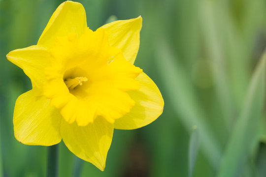 Gelbe Schalen-Narzisse (Narcissus) strahlt an einem Frühlingsmorgen im Licht der Frühlingssonne. 
