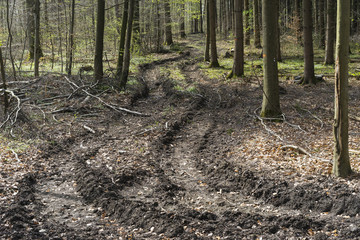 Zerst&ouml;rung des Waldbodens durch den Einsatz von Grossmaschinen bei der Holzernte