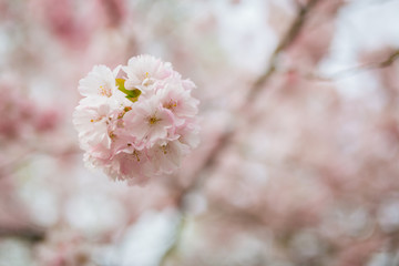 pink blossoms during spring time