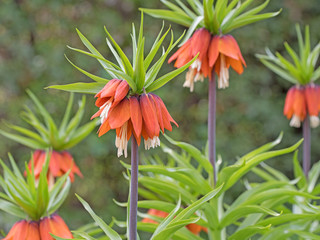 Kaiserkrone, Fritillaria imperialis