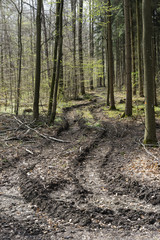 Zerst&ouml;rung des Waldbodens durch den Einsatz von Grossmaschinen bei der Holzernte