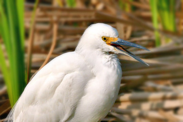 Snowy Egret - egretta thula - a small white heron in the wild closeup