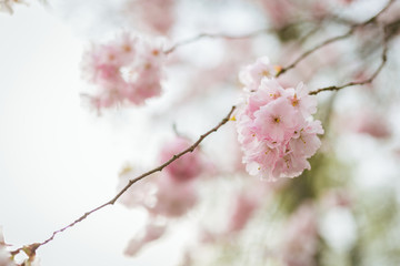 pink blossoms during spring time