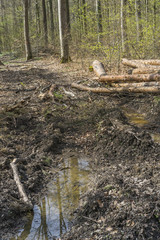 Zerstörung des Waldbodens durch den Einsatz von Grossmaschinen bei der Holzernte