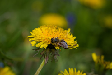 Orchideen, Eidechsen, Frühling, und mehr