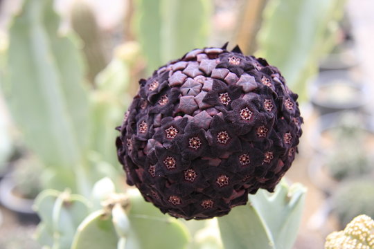 Kactus flower strange but beautiful