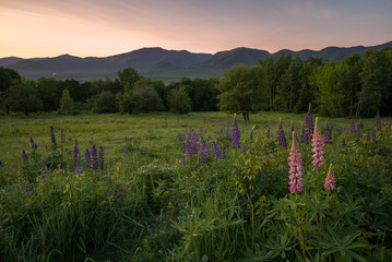 Lupine Flowers in Sugar Hill at Sunrise