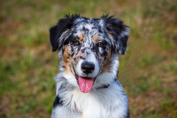 Portrait eines Australian Shepherd Dog