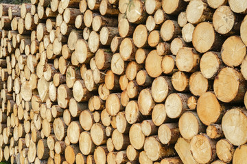 Holzernte in den bayerischen Alpen