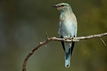 European Roller on branch