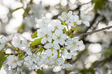 Orchideen, Eidechsen, Frühling, und mehr