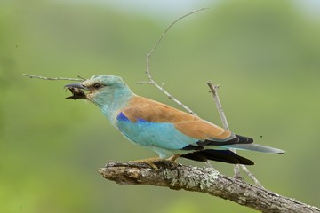 Lilac-breasted roller catches lucnh