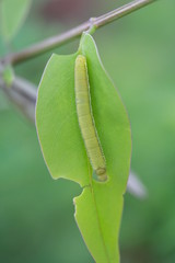 green worm