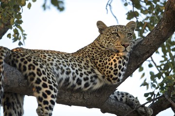 Leopard lounging in tree
