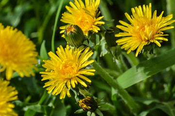 Spring yellow dandelions.