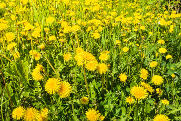 Fototapeta premium Meadow overgrown with dandelions.
