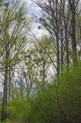 misteln im oppenheimer wäldchen