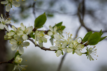 Orchideen, Eidechsen, Frühling, und mehr