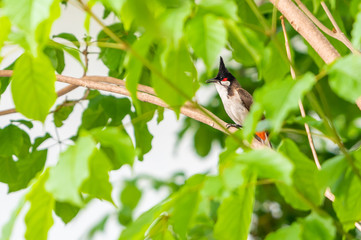 A red-whiskered bulbul bird sit on a tree branch.