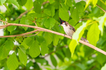 A red-whiskered bulbul bird sit on a tree branch.