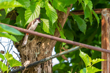 A red-whiskered bulbul bird is singing with the sharp tone.