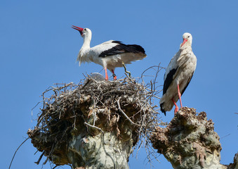 Störche im Nest