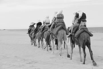 A column of camels in scenic Mexico. Travels. Recreation
