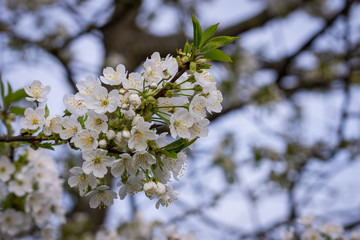 Orchideen, Eidechsen, Frühling, und mehr
