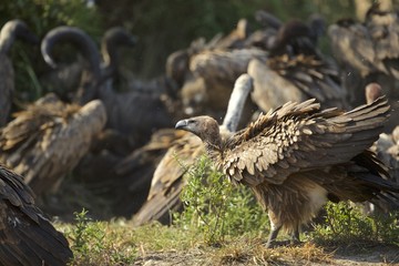 Vultures on a buffalo kill
