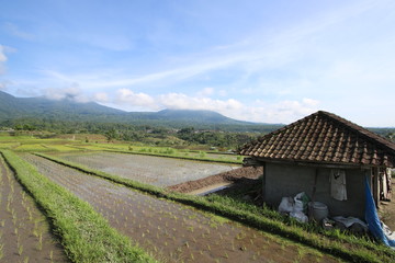Fototapeta na wymiar Jalituwih rice field terraces in Bali
