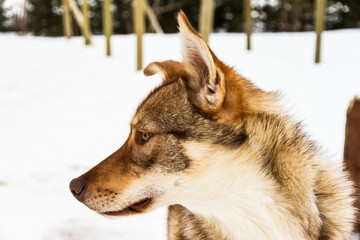 Profile Of Siberian Husky Sled Dog, Norway