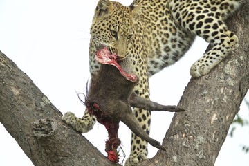 Leopard with Warthog Kill in tree