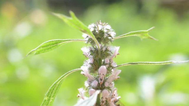 Flowering motherwort with a bee collecting nectar or pollen. Leonurus cardiaca