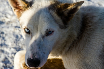 Siberian Husky Sled Dog, Norway