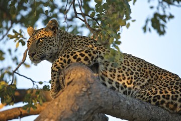 Leopard with nice light on eyes in tree