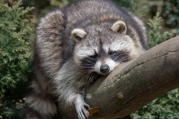 racoon