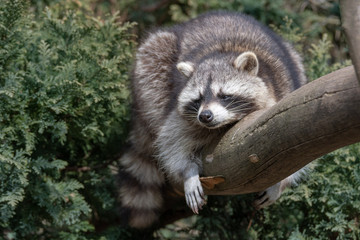 racoon