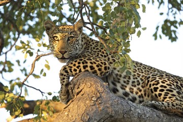 Attentive Leopard