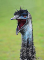 open mouthed emu