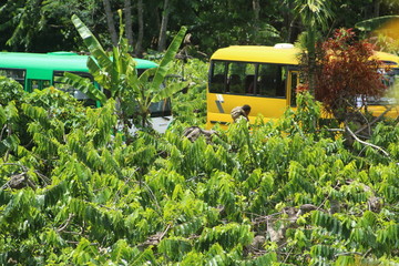 Busse im Regenwald