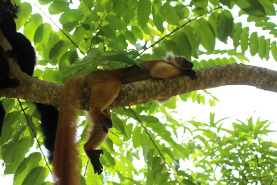 Lemur III