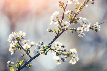White cherry flowers on spring time. Macro nature photography