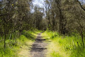 Fototapeta premium aleja wysadzana drzewami