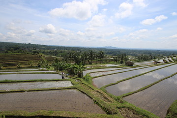 Fototapeta na wymiar Rice field terraces plantation in Bali Indonesia