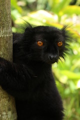 Lemur I