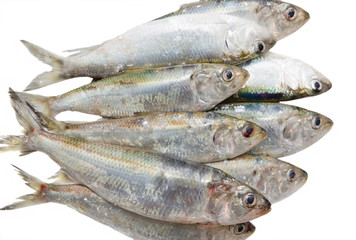 A lot of raw Azov shad (Alosa caspia tanaica)  on white background