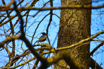 A bird sits on a tree branch